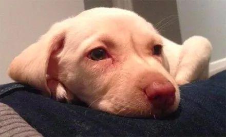 狗狗被偷怎样爆料家人视频,揭秘偷狗者家人视频曝光  第2张