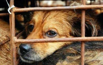 狗狗被偷怎样爆料家人视频,揭秘偷狗者家人视频曝光  第3张