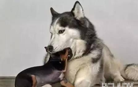 二哈新皮肤爆料视频,炫酷造型引网友热议！  第2张