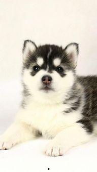 二哈新皮肤爆料视频,炫酷造型引网友热议！  第3张