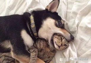 早期狗子爆料视频大全,揭秘娱乐圈幕后真相