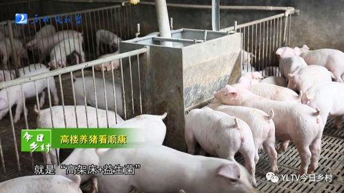 肥猪爆料虎子怎么做视频,揭秘虎子视频制作背后的秘密 第2张 肥猪爆料虎子怎么做视频,揭秘虎子视频制作背后的秘密 第2张