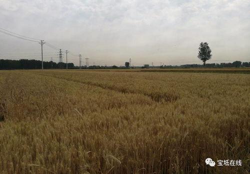 河南网红爆料小麦视频,揭秘小麦种植背后的故事 第2张 河南网红爆料小麦视频,揭秘小麦种植背后的故事 第2张