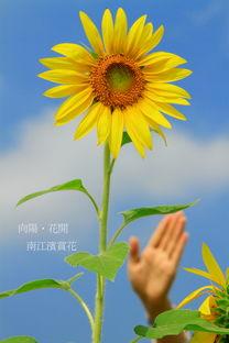 电影向日葵在线观看,追寻阳光的温暖旅程  第1张