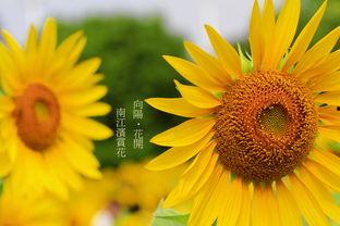 电影向日葵在线观看,追寻阳光的温暖旅程  第2张