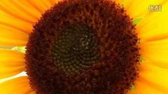 电影向日葵在线观看,追寻阳光的温暖旅程  第3张