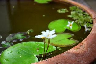 娱乐吃瓜君白莲花